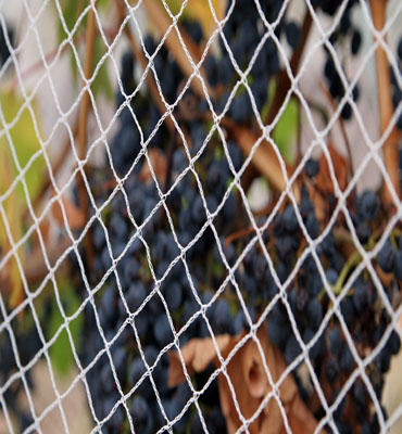 Anti Bird Net in Hyderabad