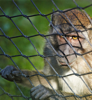 Monkey Safety Nets in Hyderabad