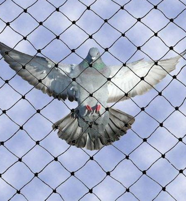 Pigeon Safety Nets in Hyderabad